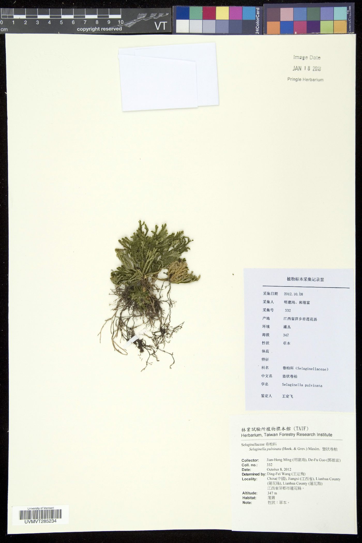 Selaginella pulvinata image