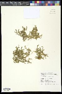 Selaginella nipponica image