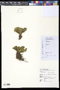 Selaginella tamariscina image