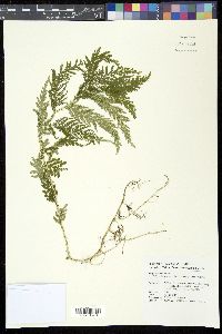 Selaginella delicatula image