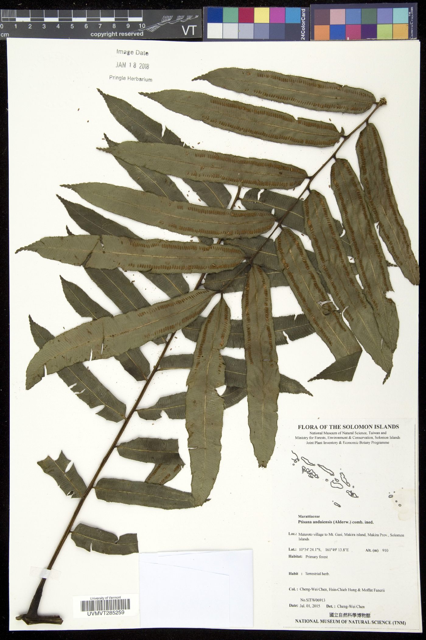 Ptisana andaiensis image