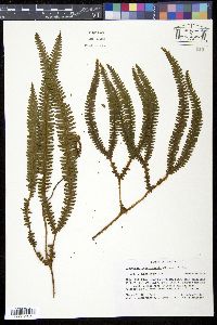 Media resource of Gleichenia costaricensis