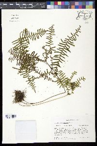 Sticherus orthocladus image
