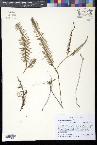 Media resource of Gleichenia orthoclada