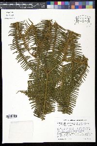 Media resource of Sticherus bifidus