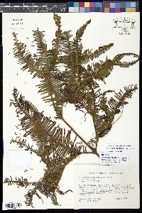Media resource of Sticherus furcatus