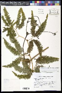 Dicranopteris pectinata image