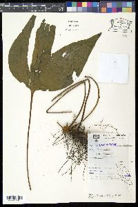 Media resource of Cheiropleuria bicuspis
