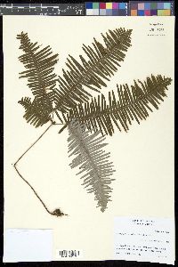 Media resource of Dicranopteris pedata