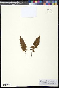 Trichomanes crispum image