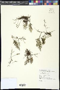 Hymenophyllum fimbriatum image