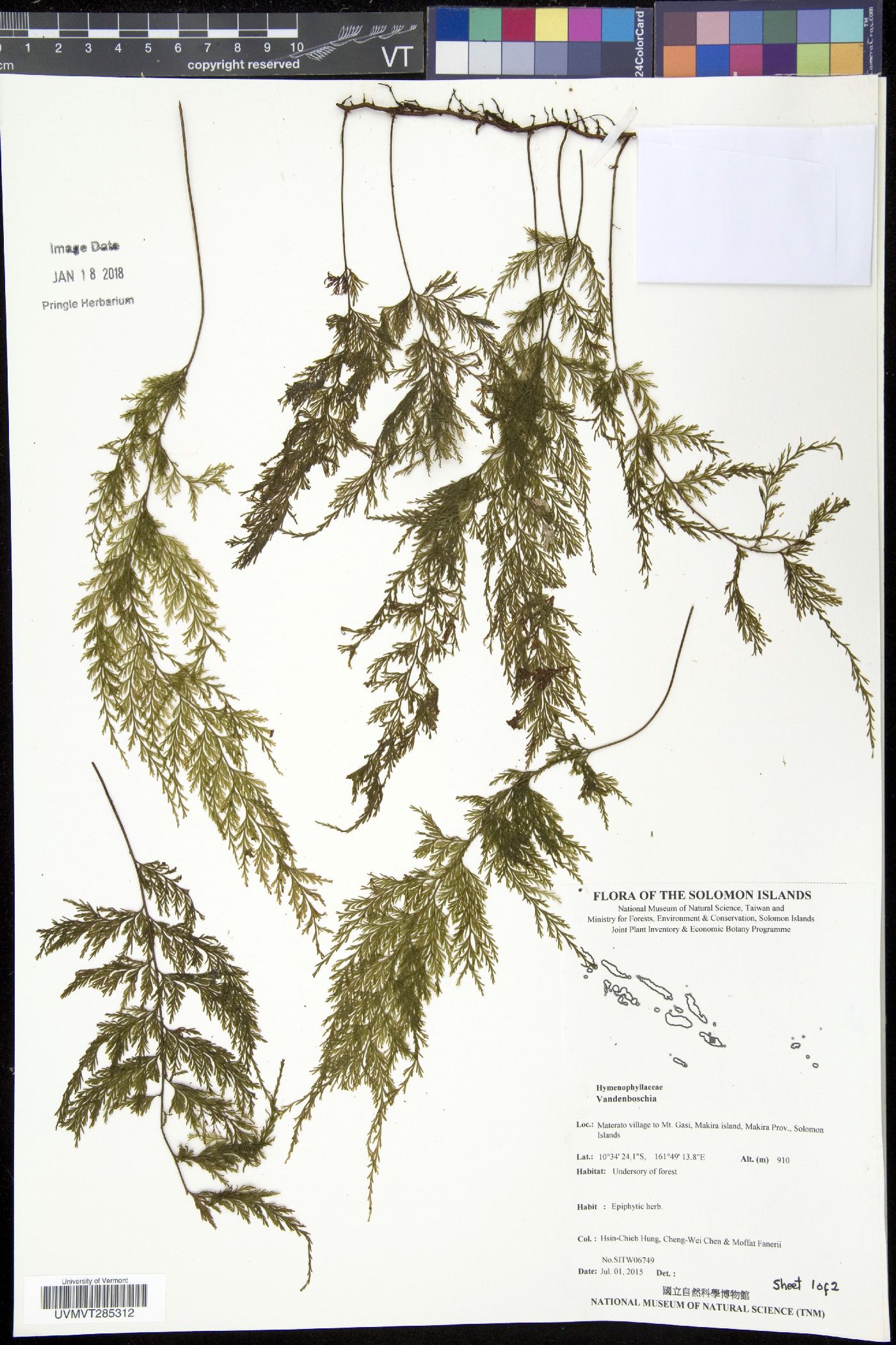 Abrodictyum flavofuscum image
