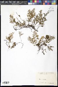 Media resource of Polyphlebium hymenophylloides