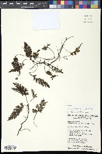 Vandenboschia birmanica image