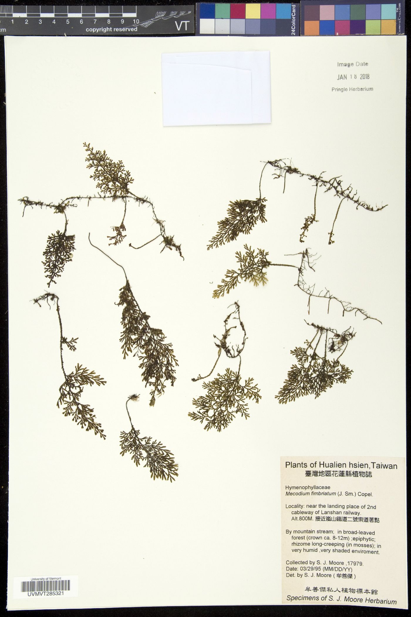 Mecodium fimbriatum image
