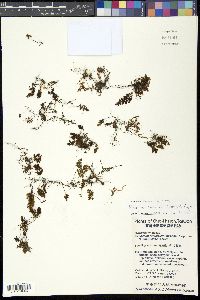 Mecodium javanicum image