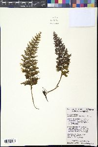Mecodium badium image