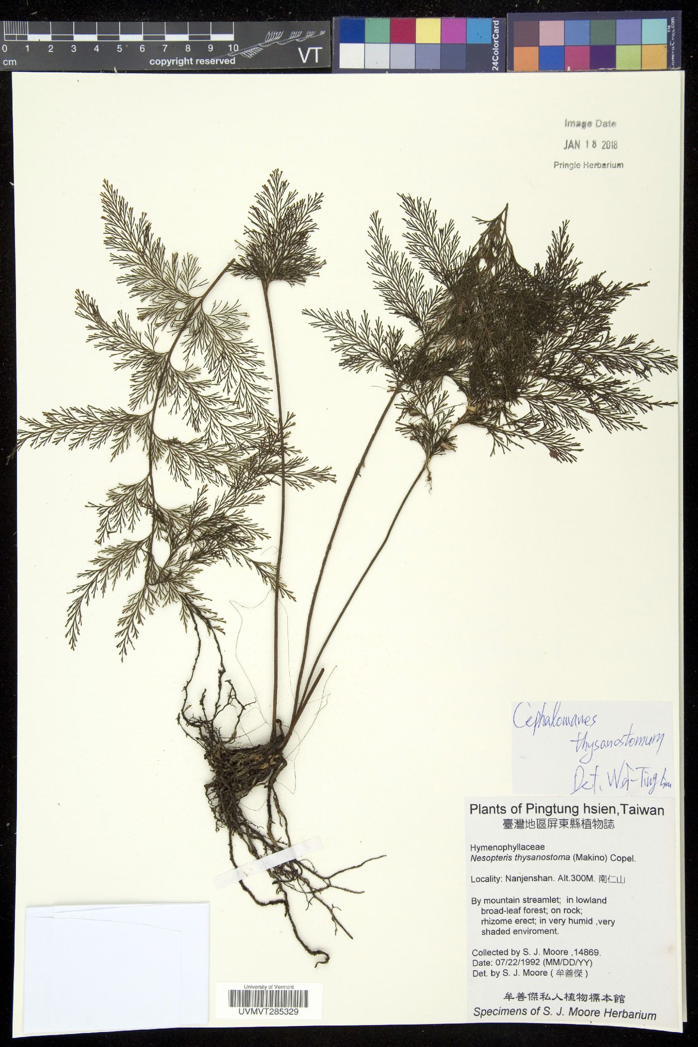 Cephalomanes thysanostomum image