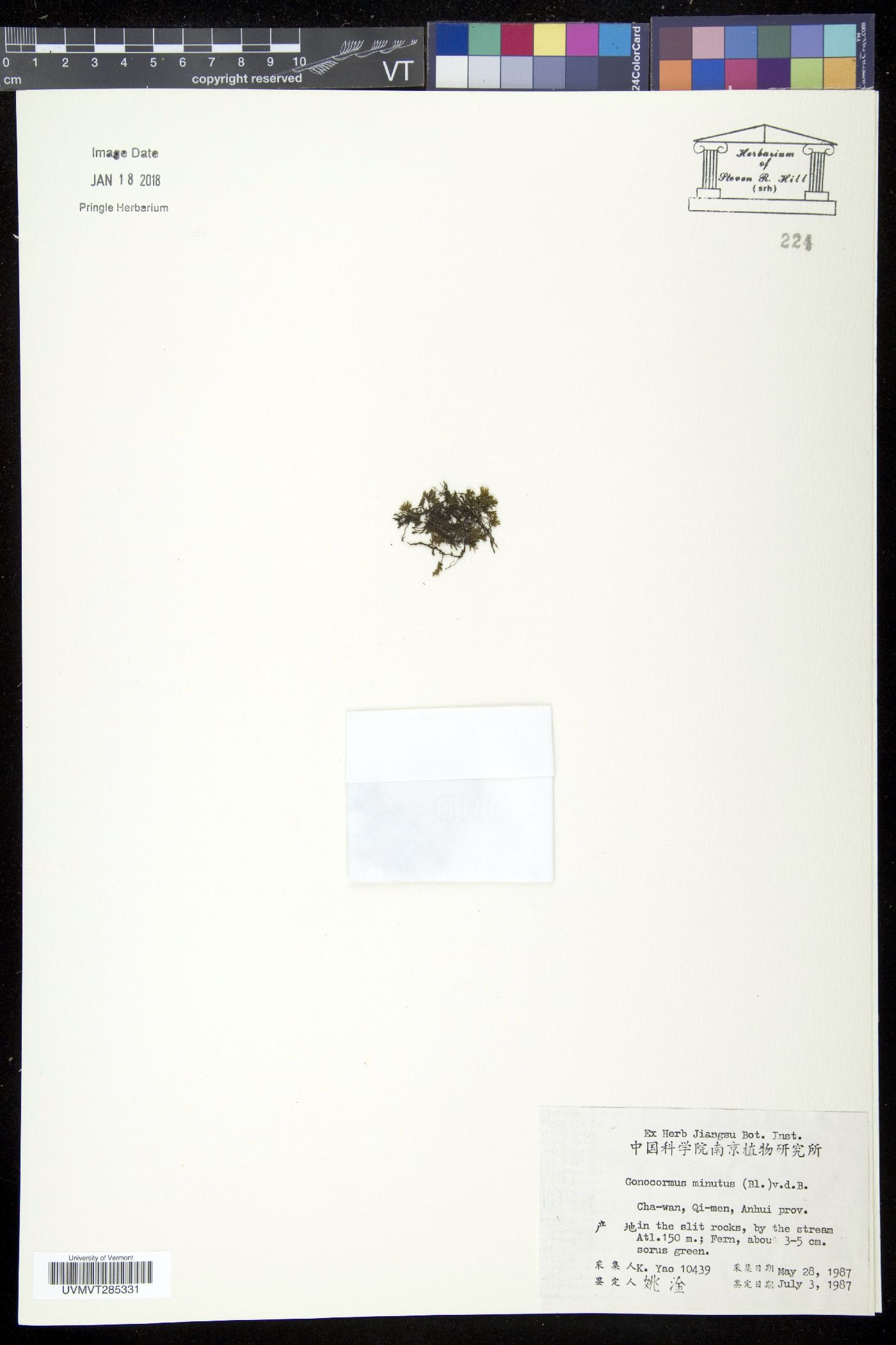 Gonocormus minutus image
