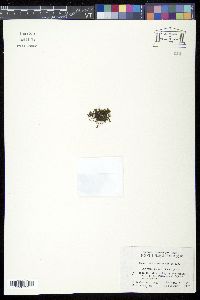Media resource of Gonocormus minutus