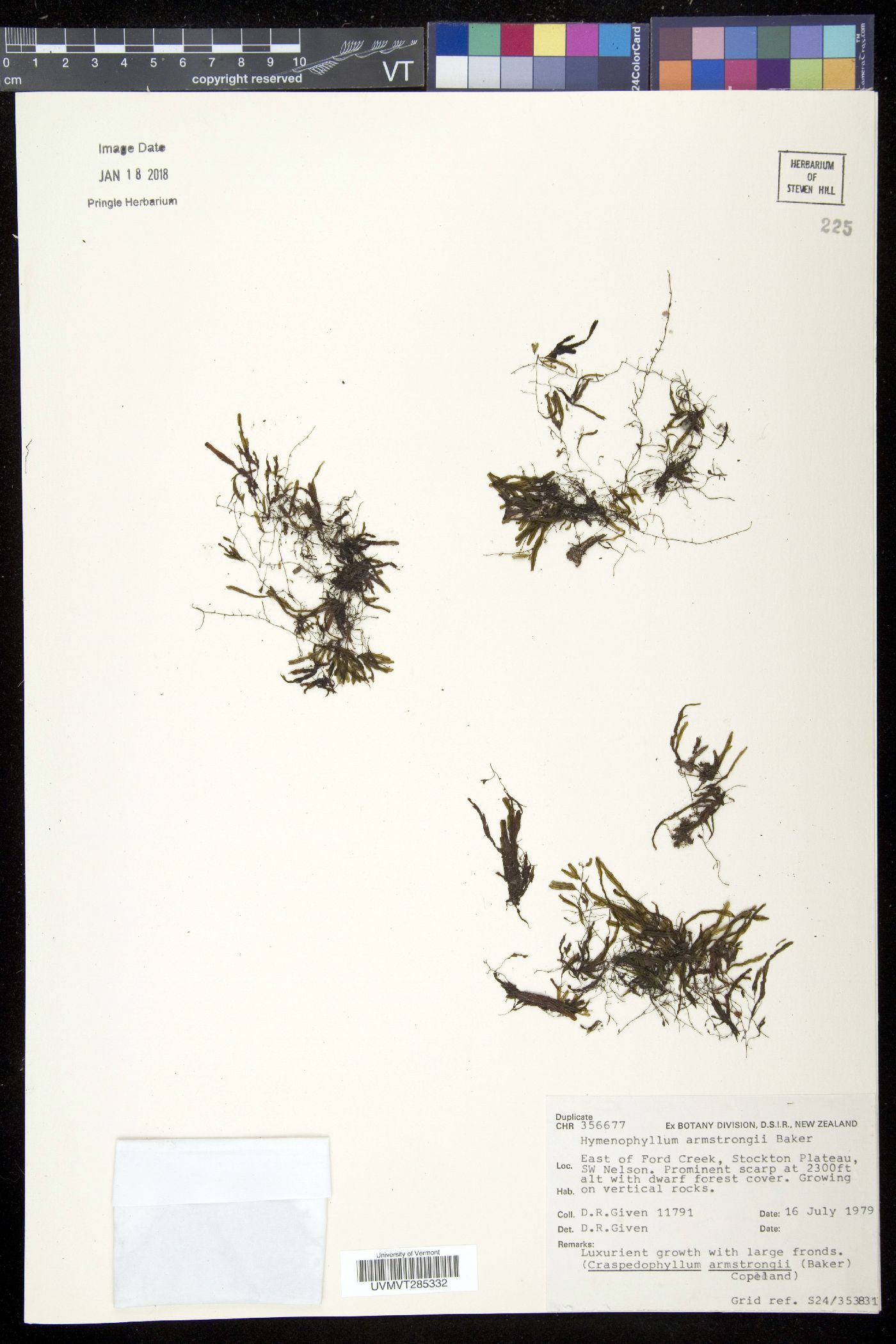 Hymenophyllum armstrongii image