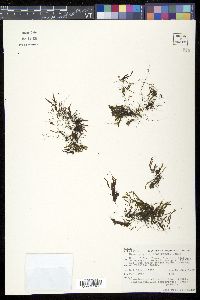 Hymenophyllum armstrongii image