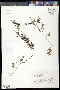 Hymenophyllum hirtellum image