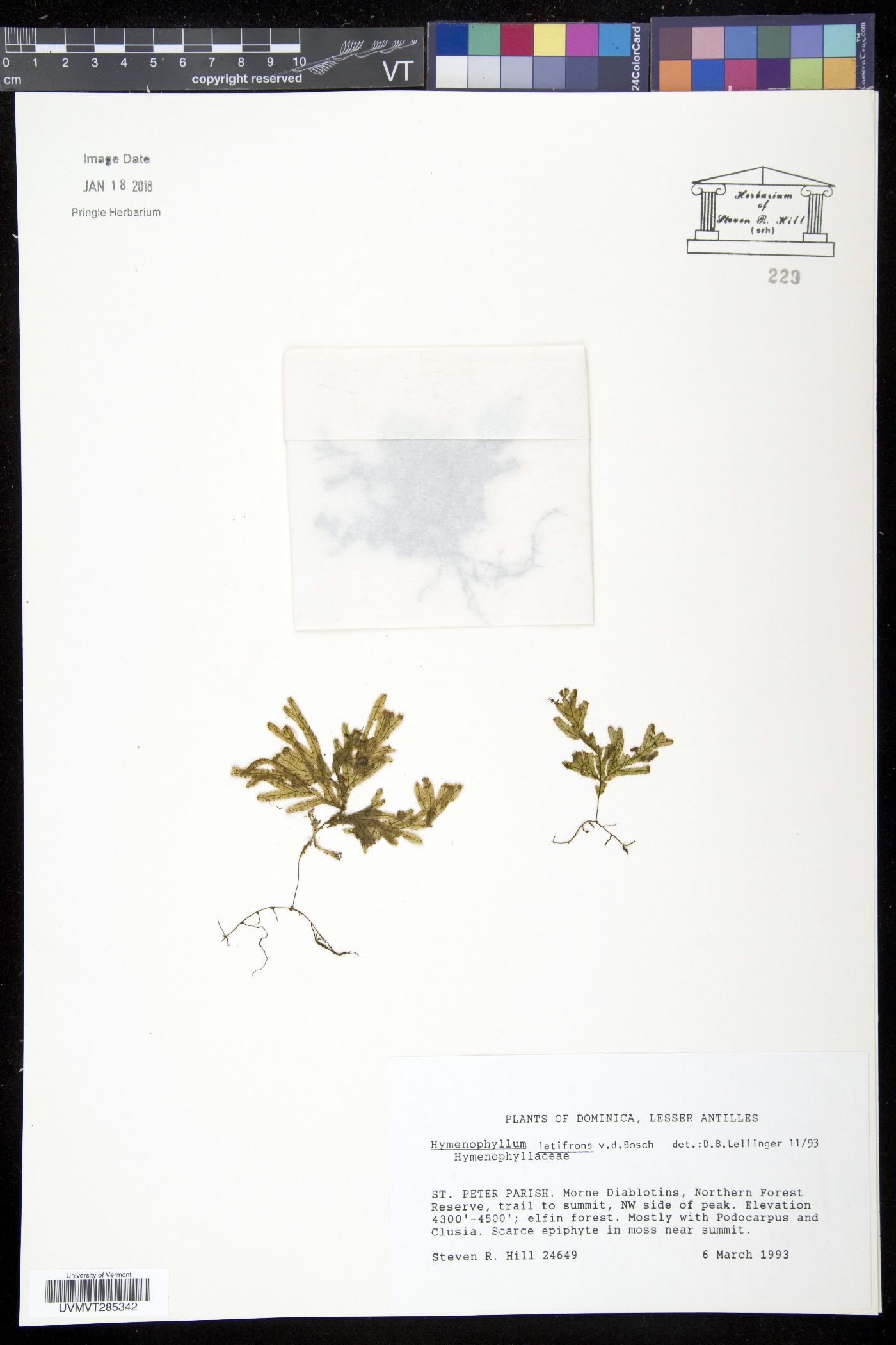 Hymenophyllum latifrons image