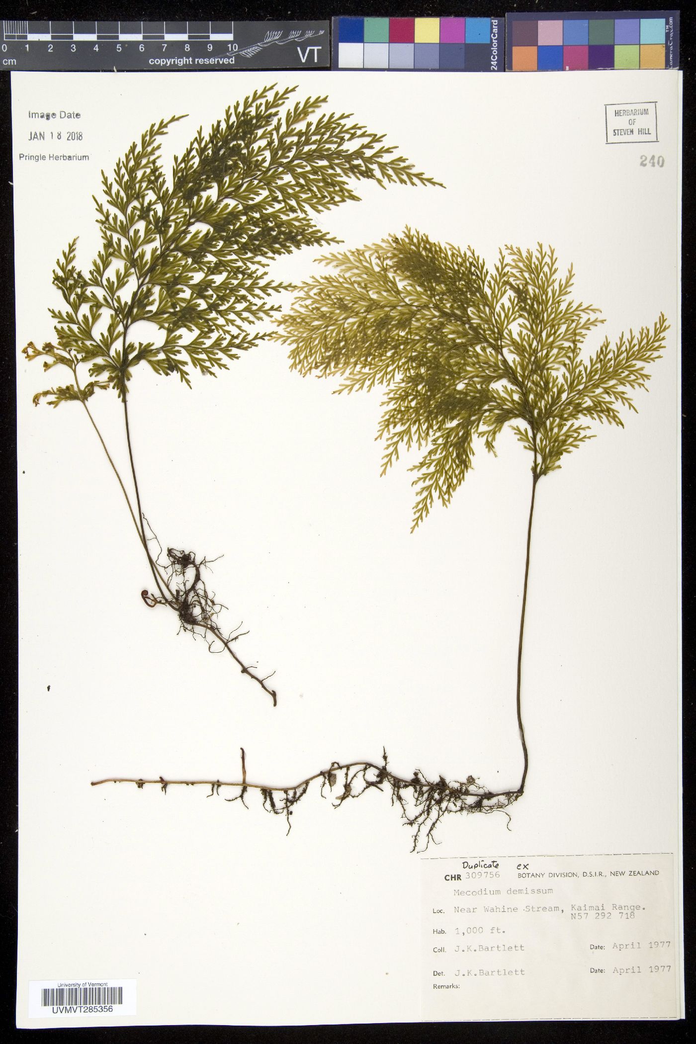 Hymenophyllum demissum image