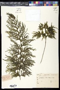 Hymenophyllum dilatatum image
