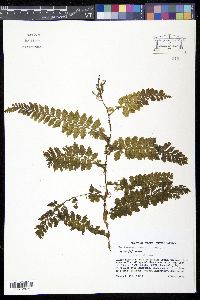Trichomanes collariatum image