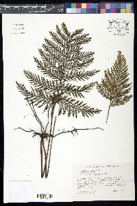 Trichomanes elegans image