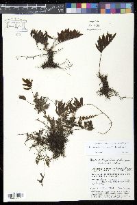 Trichomanes hostmannianum image