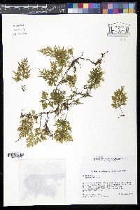 Media resource of Trichomanes hymenophylloides