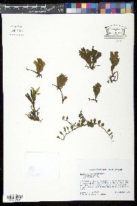Media resource of Trichomanes membranaceum