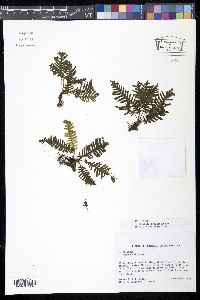Media resource of Trichomanes osmundoides