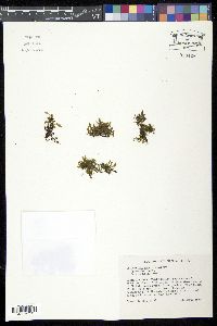Trichomanes petersii image