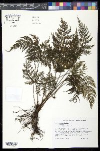 Trichomanes rigidum image