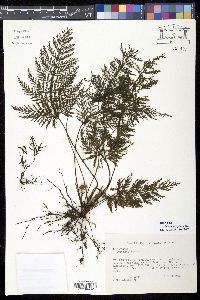 Media resource of Trichomanes rigidum