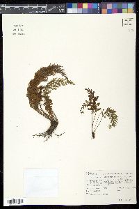 Media resource of Abrodictyum strictum