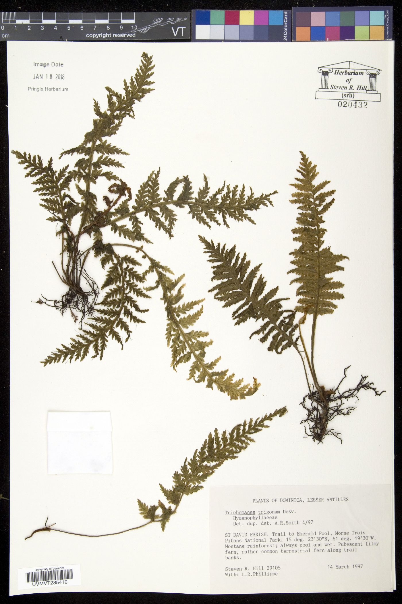 Trichomanes trigonum image