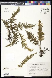 Trichomanes trigonum image