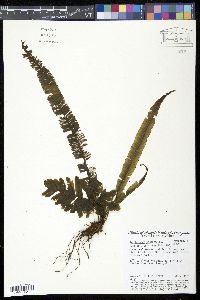 Trichomanes vittaria image