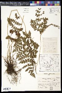 Anemia tomentosa image