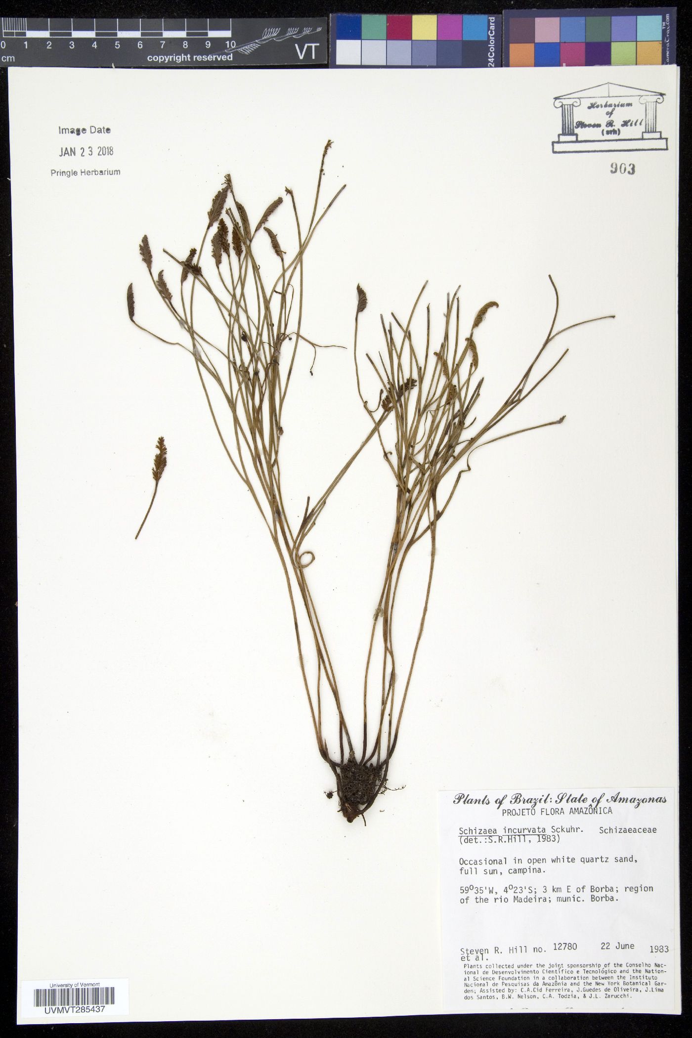 Schizaea incurvata image
