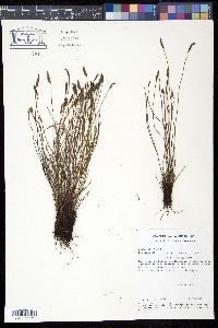 Schizaea incurvata image