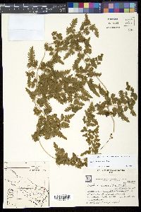 Lygodium venustum image