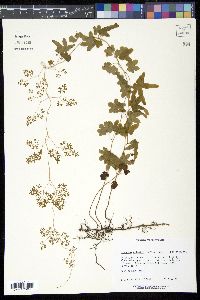 Lygodium palmatum image