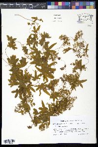 Lygodium palmatum image