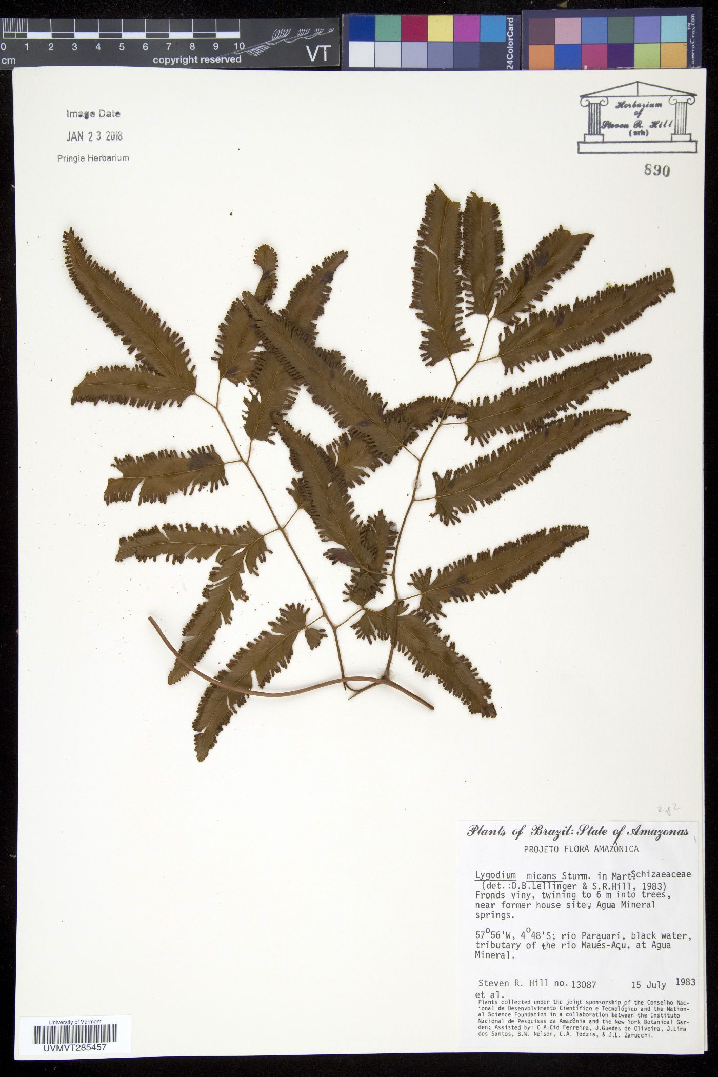 Lygodium volubile image